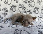 Кошки в Балашихе: Кошечка Даяна Девочка, 80 000 руб. - фото 4