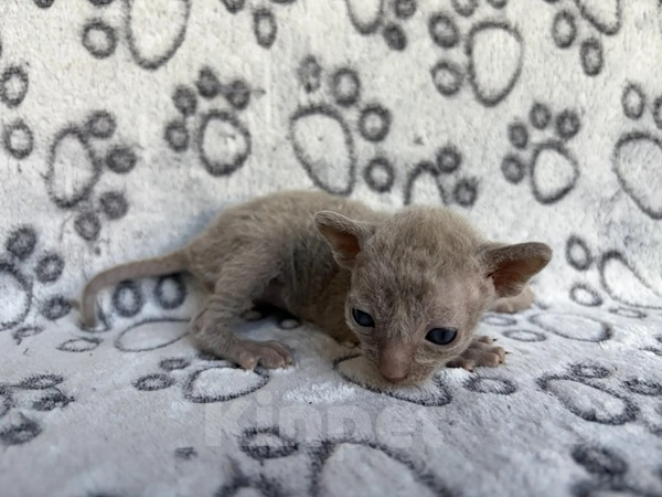 Кошки в Балашихе: Кошечка Даяна Девочка, 80 000 руб. - фото 4