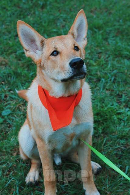 Собаки в Санкт-Петербурге: Рыжая овчарка Арчи в добрые руки Мальчик, Бесплатно - фото 5