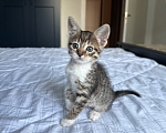 Кошки в Москве: Котенок девочка Девочка, Бесплатно - фото 5