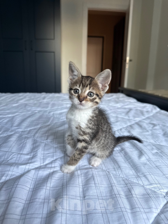 Кошки в Москве: Котенок девочка Девочка, Бесплатно - фото 5