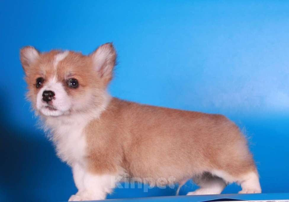 Собаки в Москве: эксклюзивный мини корги Мальчик, 80 000 руб. - фото 10