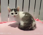 Кошки в Москве: Котёнок мальчик 2. 5 мес от сибирский домашней кошки Мальчик, 1 000 руб. - фото 2