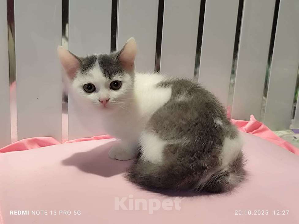 Кошки в Москве: Степашка. Котёнок мальчик  3 мес. от домашней  кошки сибирской породы.  Мальчик, 1 000 руб. - фото 2