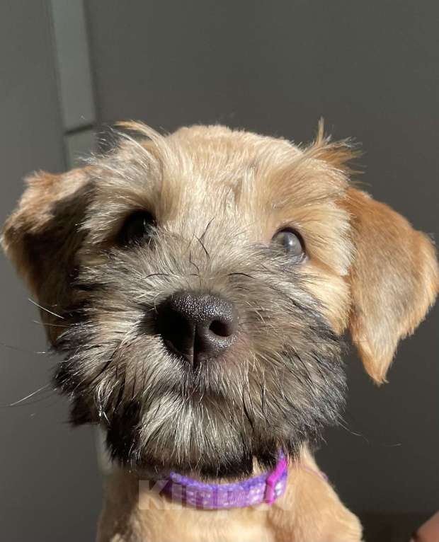 Собаки в Котельнике: Пшеничного терьера щенки Девочка, 100 000 руб. - фото 8