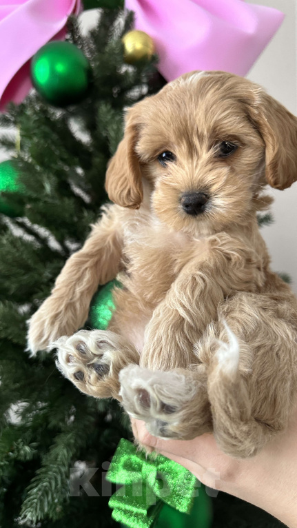 Собаки в других городах Краснодарского края: Мальтипу f1 мини девочка  Девочка, 100 000 руб. - фото 4