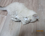 Кошки в Красноярске: Отдам котёнка в добрые руки Девочка, Бесплатно - фото 8