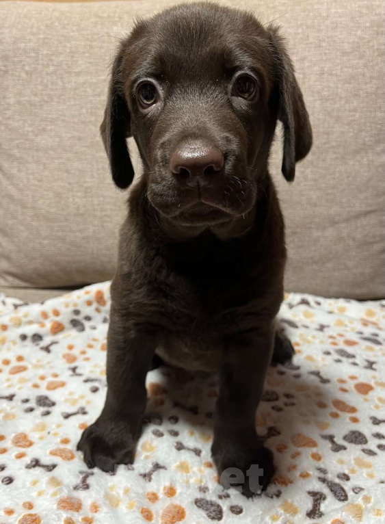 Собаки в других городах Московской области: Продаётся щенок лабрадора Мальчик, 40 000 руб. - фото 3