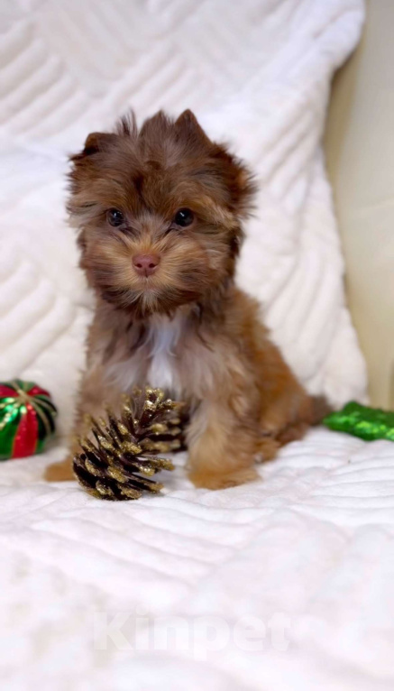 Собаки в Москве: Мини мальчик Цветной Йорк Мальчик, 60 000 руб. - фото 1