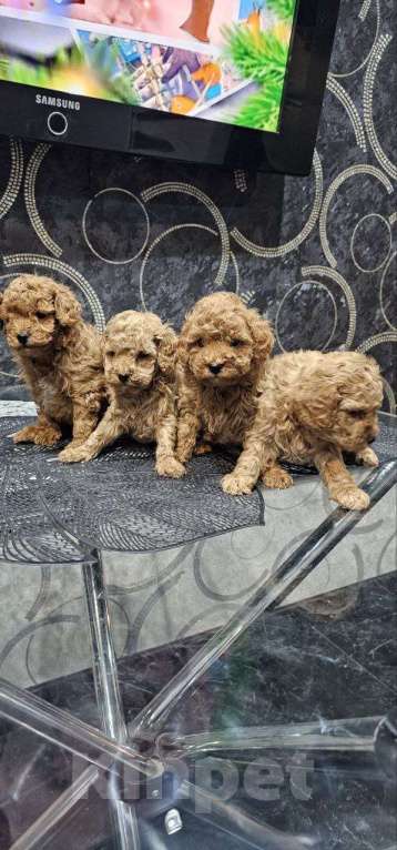 Собаки в Перми: Щенки Той Пуделя!! Мальчик, 85 000 руб. - фото 3