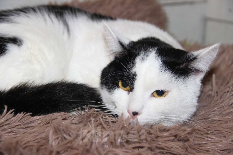 Кошки в Москве: Нежный и абсолютно бесконфликтный парень Симба в дар Мальчик, 1 руб. - фото 3