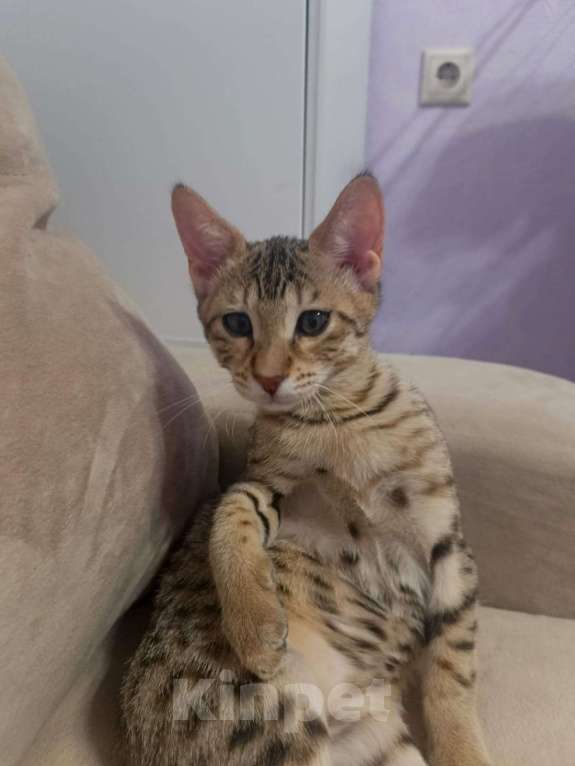 Кошки в Москве: Саванна SBT F5 Девочка, 60 000 руб. - фото 4