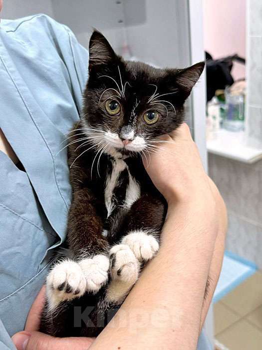 Кошки в Санкт-Петербурге: Ласковый котёнок Муся ищет дом Девочка, 10 руб. - фото 3