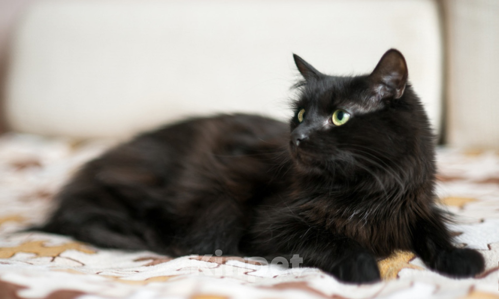 Кошки в Москве: Роскошный красавец Рамштайн в добрые руки Мальчик, Бесплатно - фото 4