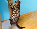 Кошки в Екатеринбурге: Шикарные котята бенгальской породы, 60 000 руб. - фото 3