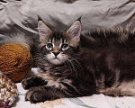 Кошки в Моздоке: Котята мейн кун, 15 000 руб. - фото 5