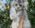 Кошки в Кропоткине: Котята мейн-кун Девочка, 60 000 руб. - фото 2