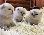 Кошки в Москве: Шотландцы и Британцы котята купить в Москве, Питомник кошек SILVER SHARM Девочка, 30 000 руб. - фото 3