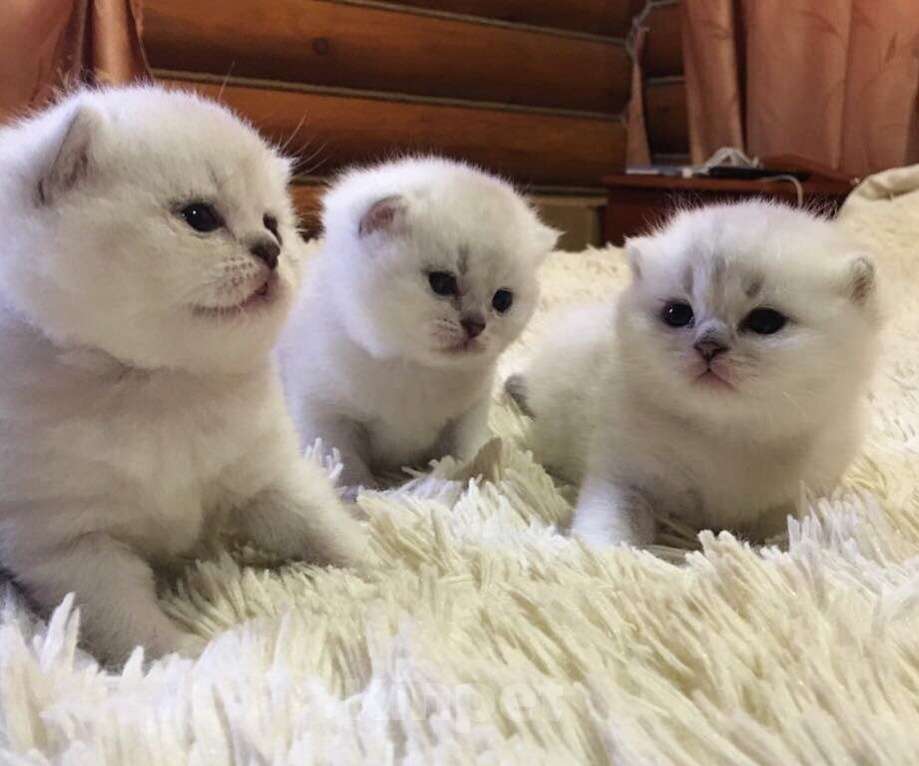 Кошки в Москве: Шотландцы и Британцы котята купить в Москве, Питомник кошек SILVER SHARM Девочка, 30 000 руб. - фото 3