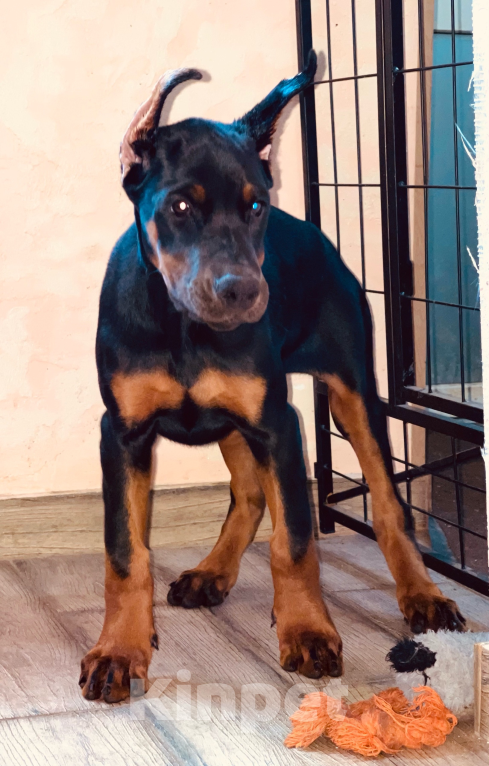 Собаки в Чехове: Великолепная, купированная девочка добермана Девочка, 90 000 руб. - фото 5