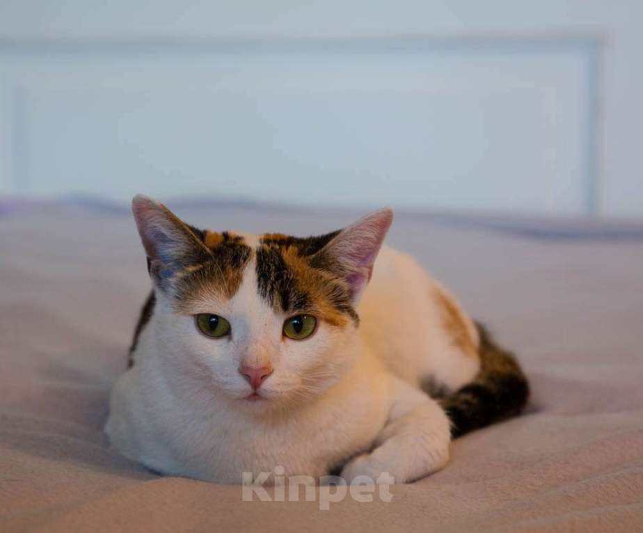 Кошки в Москве: Трехцветная кото-мартышка Маришка в добрые руки Девочка, Бесплатно - фото 3