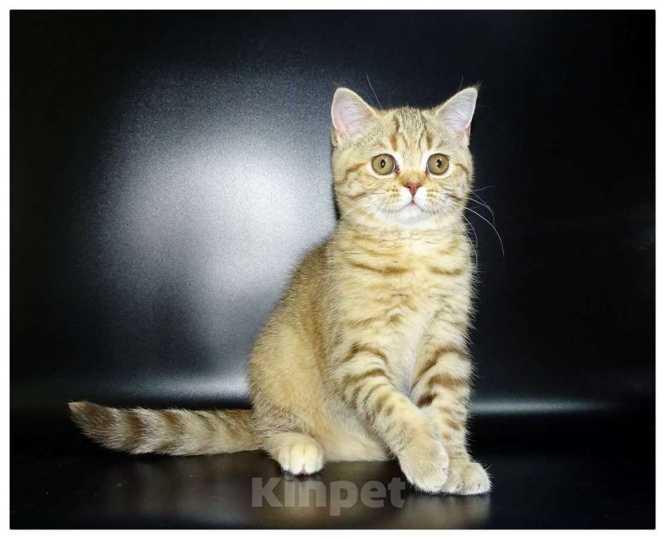 Кошки в Москве: Шотланские котята, шоколадный окрас, девочки, БРИД-класс Девочка, 30 000 руб. - фото 2