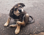 Собаки в Кубинке: Феля Мальчик, Бесплатно - фото 1
