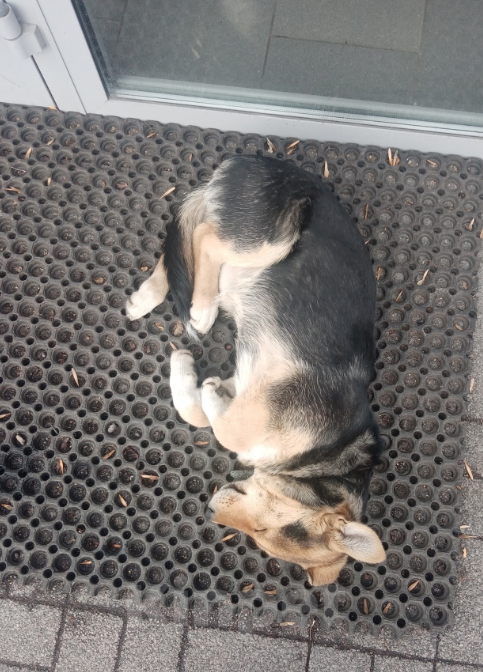 Собаки в Новокузнецке: нашлась собака Девочка, 1 руб. - фото 1