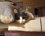 Кошки в Пущино: котик 5 месяцев Мальчик, 1 руб. - фото 2