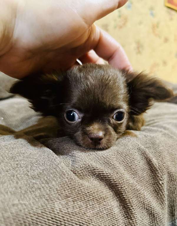 Собаки в Ростове-на-Дону: Мальчики чихуахуа Мальчик, 30 000 руб. - фото 5