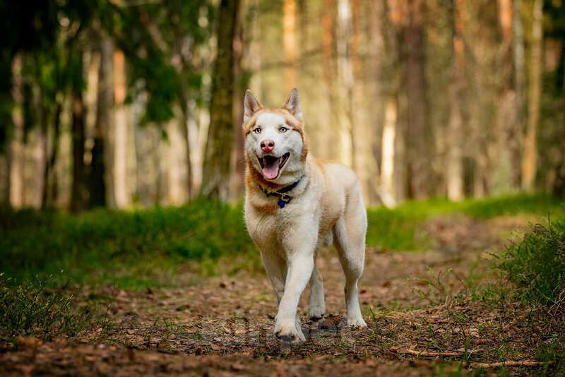 Собаки в Москве: Красавчик хаски Харт в добрые руки Мальчик, Бесплатно - фото 5