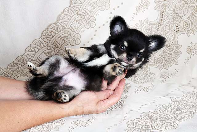 Собаки в Люберцах: Чихуахуа щенки Мальчик, Бесплатно - фото 6