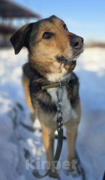 Собаки в Королеве: Знакомьтесь, Линч! Мальчик, Бесплатно - фото 9