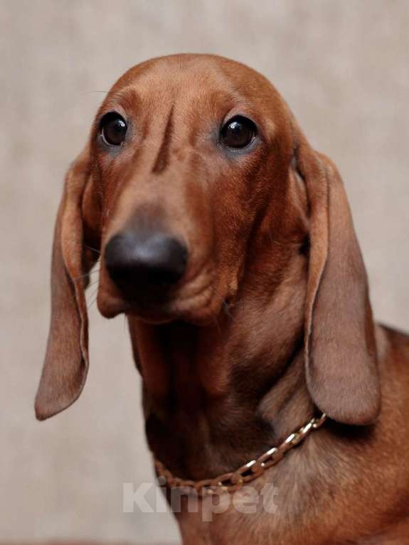 Собаки в Ельце: щенок таксы Мальчик, 33 000 руб. - фото 3