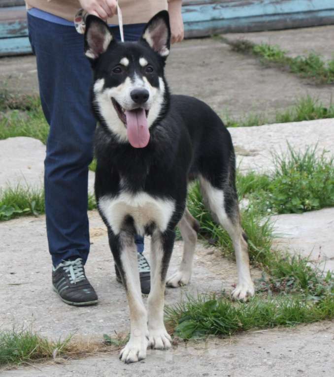Собаки в Москве: Кекс в поисках своей родной семьи  Мальчик, Бесплатно - фото 2
