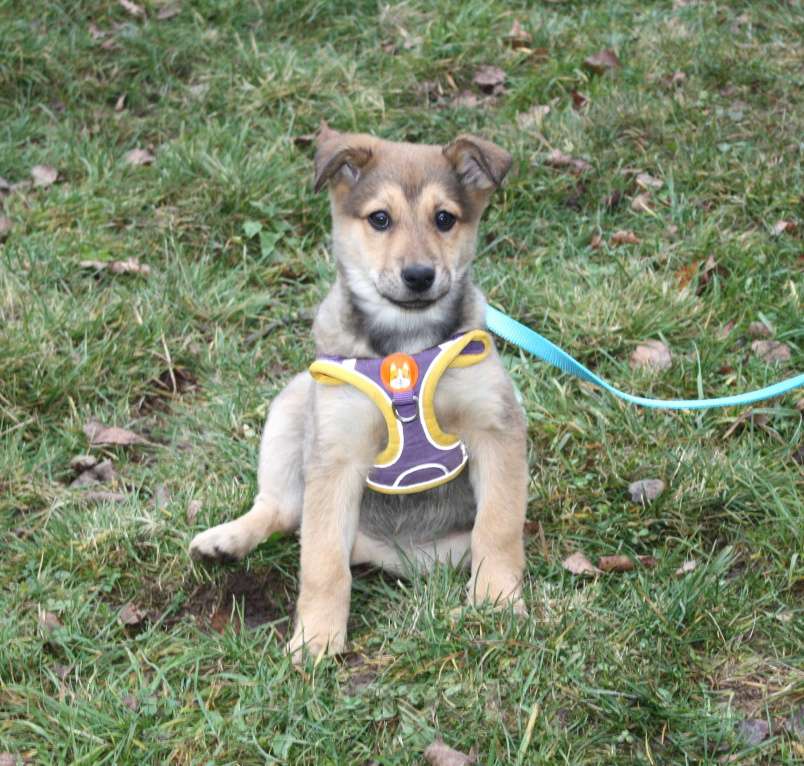 Собаки в Москве: Малышка Нюша очень ждет своего родного ЧЕЛОВЕКА. Девочка, Бесплатно - фото 5