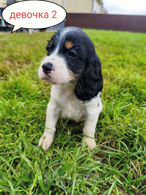 Собаки в Москве: Девочка 2 Девочка, 30 000 руб. - фото 6
