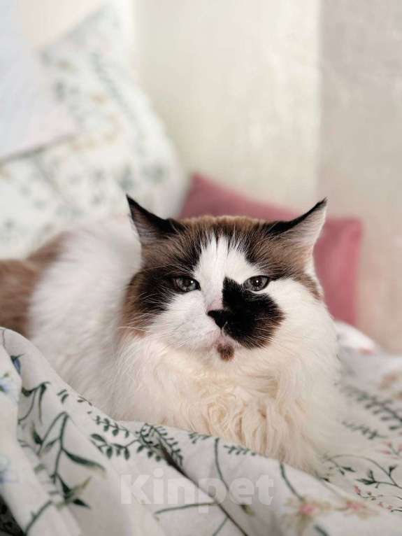 Кошки в Балашихе: Блум Девочка, Бесплатно - фото 3