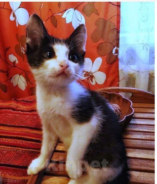 Кошки в Москве: Красивый котенок в дар Мальчик, Бесплатно - фото 4