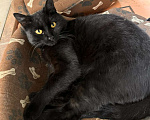 Кошки в других городах Московской области: Отдам котенка в добрые руки Мальчик, Бесплатно - фото 2