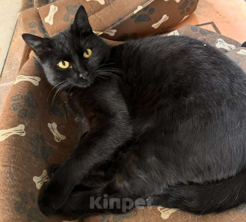 Кошки в других городах Московской области: Отдам котенка в добрые руки Мальчик, Бесплатно - фото 2