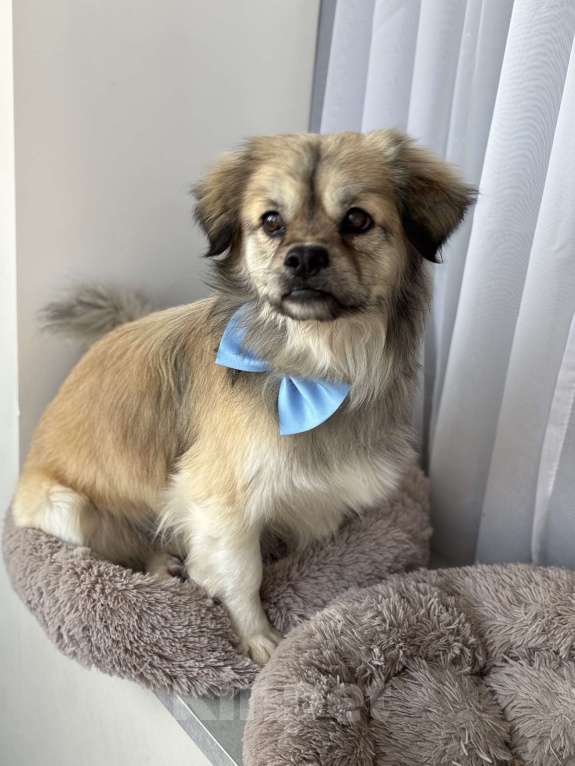 Собаки в Москве: маленькая собака в добрые руки Мальчик, Бесплатно - фото 2