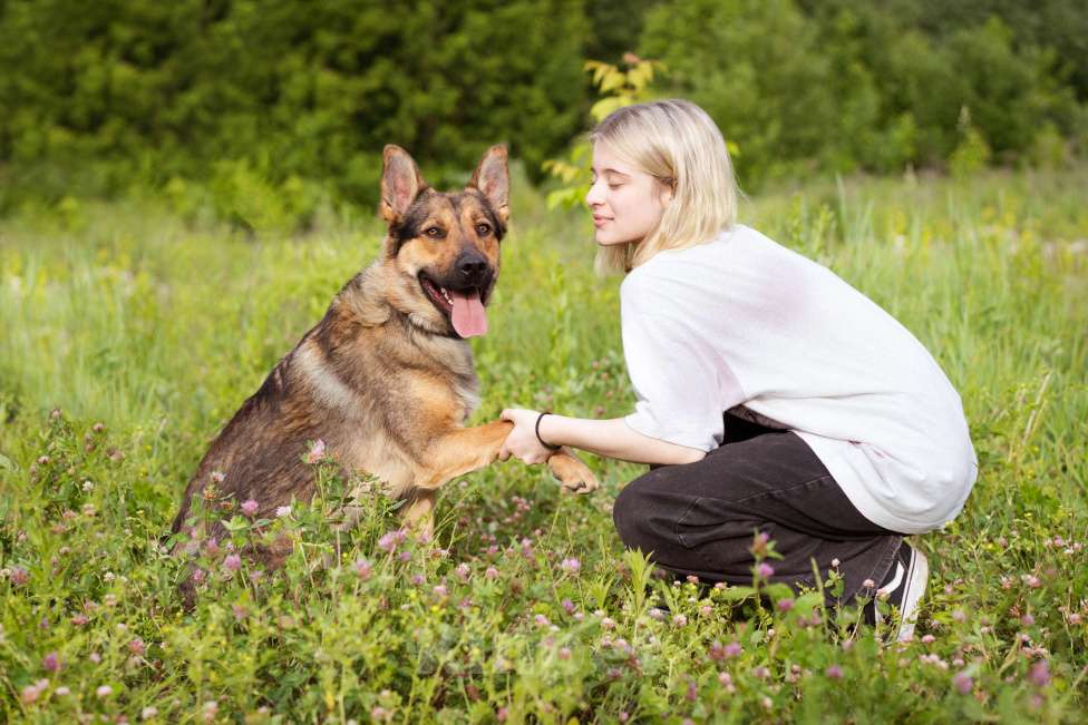 Собаки в Москве: Гоша, метис овчарки, молодой контактный мальчик Мальчик, Бесплатно - фото 6