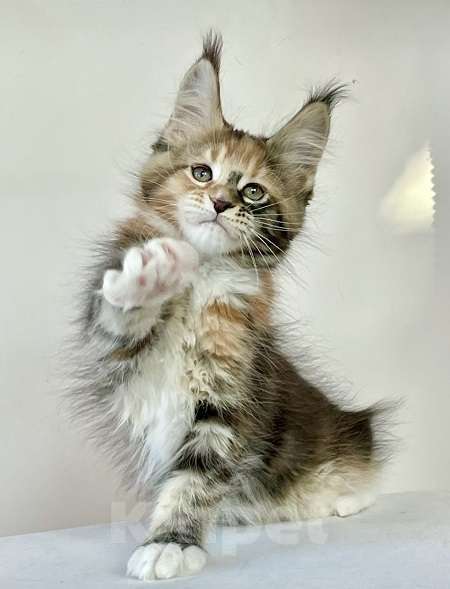 Кошки в других городах Ленинградской области: Мейн кун Лахти Коаст котенок Девочка, Бесплатно - фото 1