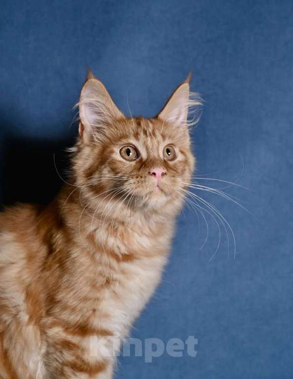 Кошки в Саратове: Мейн кун Девочка, 50 000 руб. - фото 10