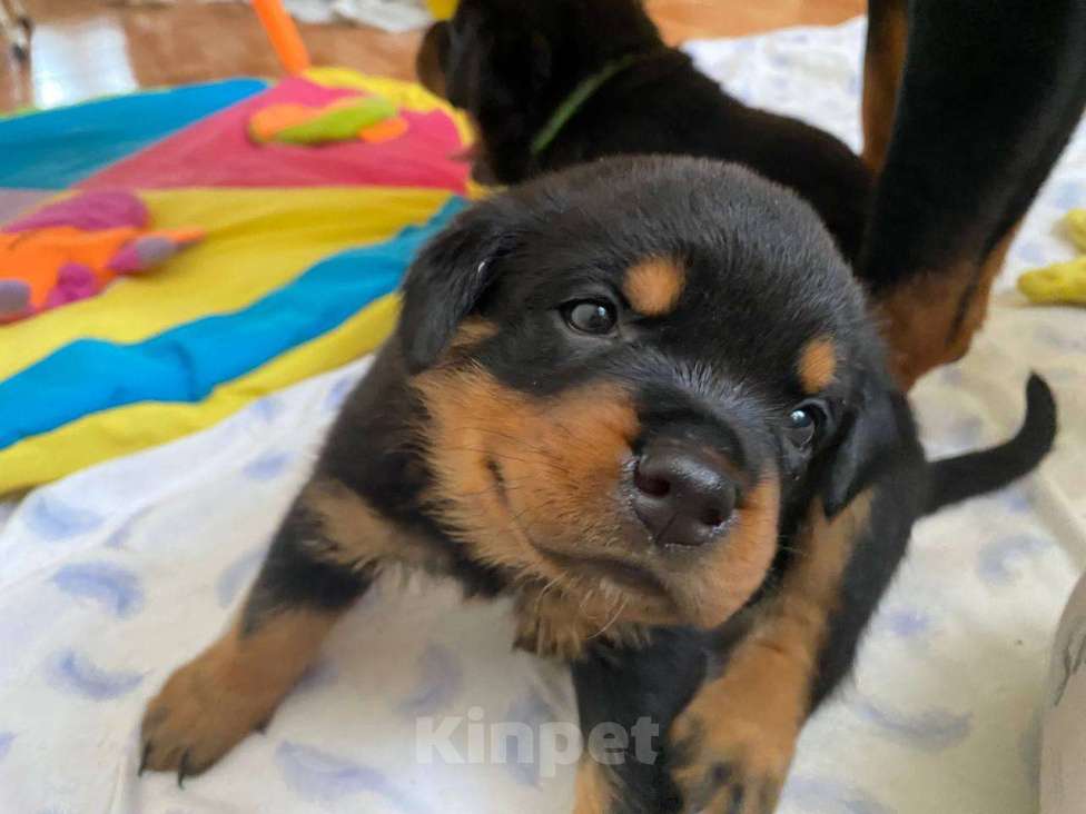 Собаки в других городах Свердловской области: Девочка ротвейлер Девочка, 55 000 руб. - фото 1