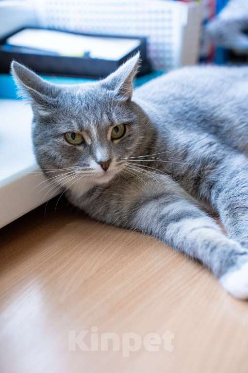Кошки в Нижнем Новгороде: кошечка из домашнего приюта Девочка, Бесплатно - фото 1