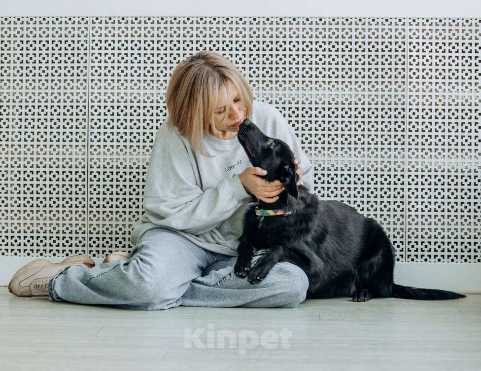 Собаки в Москве: Щенок бесплатно в Москве Девочка, Бесплатно - фото 6