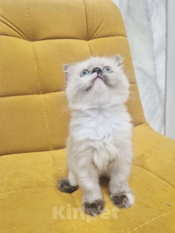 Кошки в Москве: Рэгдолл девочка  Девочка, 40 000 руб. - фото 3