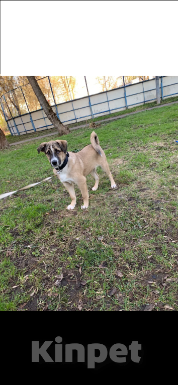 Собаки в Москве: Одам щенка лайки в добрые руки Мальчик, Бесплатно - фото 3